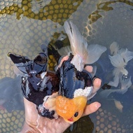 Burayak Mas Koki Oranda Panda Trikolor Berkualitas
