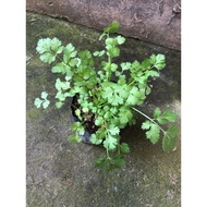 Coriander, Cilantro, Chinese parsley, 香菜, 芫荽 – Fresh Coriander (Cilantro) Plant for Culinary & Garde