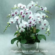 [Fast Germination] Malaysia Ready Stock Multicolor Phalaenopsis Orchid Seeds 50Pcs Orchid Seed Bonsai Flower Seeds for Home Garden Benih Bunga Benih Pokok Bunga Vegetable Live Plants Air Plant Seed Plants for Sale Easy To Grow In The Local