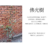 心栽花坊-佛光樹/舟山新木姜子/七寶樹/6吋/綠化植物//售價400特價350