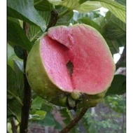 ANAK POKOK PINK GUAVA (WATERMELON GUAVA) - BUAH BESAR
