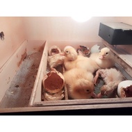 Mumpung Murah Mesin Penetas Telur Otomatis Untuk Telur Ayam ,Burung