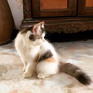 #7 - Open Adopt - Kitten / Anak Kucing - Persia Bukan Anggora - Lucu