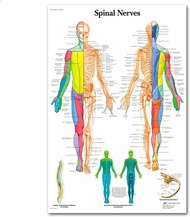 Kiểu Bắc Âu Tranh Tường Tranh vải bố y tế Giáo Dục hình ảnh trang trí nhà phòng khách reytol tủy sốn