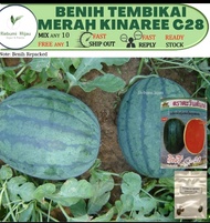 3 biji benih KINAREE C28 tembikai merah besar manis watermelon seeds juicy