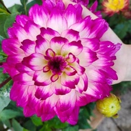 Lotus petal dahlia bulbs (1 bulb)