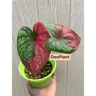 【DP】CALADIUM RED BERET | Rare Plant| Garden Trend | Pokok Keladi Cat Tumpah