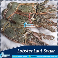 PROMO Lobster Laut Segar 1kg isi 4-5 Ekor - Lobster Air Laut Segar