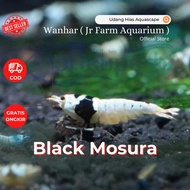 Udang Hias Aquascape Aquarium BLACK MOSURA