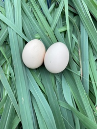 ไข่เชื้อไก่ชนพม่า ขายเป็นชุดเฉลี่ยฟองละ65฿ “พ่อพันธุ์เจ้าหงษ์สา”