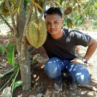 Bisa COD Bibit durian bawor 1 meter Up cepat berbuah