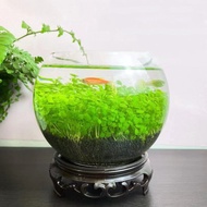 🔥Aquarium Plants🔥 Seeds Water Grass High Premium Quality AquaScape