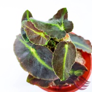 [Rare Plant] Begonia Listada by LS Group