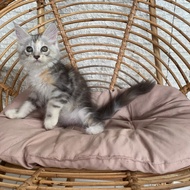 kucing mainecoon pure kitten / maine coon line ped cfa betina