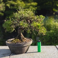 日本黑松小品盆栽 Black Pine 已荒皮