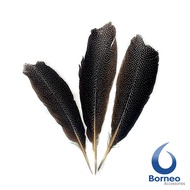 Bulu Burung Ruai Kuai Kalimantan