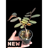 【TW668】 Phyllanthus Mirabilis Anak pokok奇异油柑 Bonsai live plant P90 size