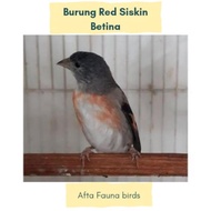 Burung red siskin klasik siap ternak