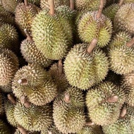 Promo Durian Montong Palu Parigi Utuhan/Butiran Non Cod