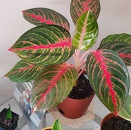 Aglaonema Red Emerald with FREE plastic pot and garden soil (plant for indoor and limited stock only