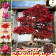 [Easy to grow] 50 seeds/pack Rare Maple Seeds Acer Palmatum Bonsai Tree Seeds Flower Seeds for Planting (High Germination) Home Gardening Seeds Garden Decor Indoor Plants Real Plants Air Purifying Plant Seed Ornamental Potted Plants Live Plants for Sale