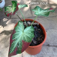 caladium Shycool gred A (anak)