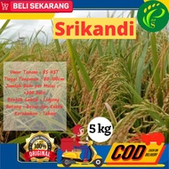 ready Bibit Padi Unggul Padi Srikandi Jumbo 5kg