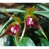 Orchid Bulbophyllum uniflorum