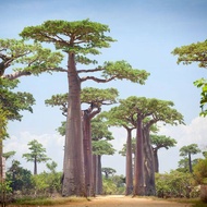 10 เมล็ด เบาบับ ต้นไม้อวบน้ำขนาดยักษ์ รูปทรงโดดเด่น Adansonia digitata (บาวบาบ) Baobab