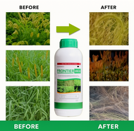 Herbisida Frontier 200 OD | Obat Rumput Padi Ampuh Pembasmi Gulma Daun Sempit Lebar Cepat Mati