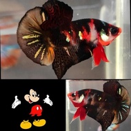 Unik ❗Limited Black Red Koi Copper Nemo / Ikan Cupang Hias