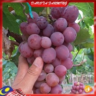 Anak Pokok Anggur Everest Grape Pokok Premium Lebat Berbuah Import Dari Thailand