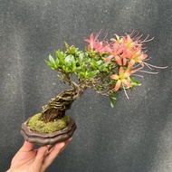 日本皋月杜鵑∣赤千羽鶴露根盆景 開花中