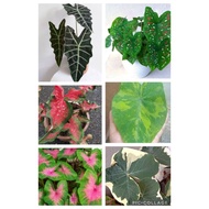 Pokok Keladi hiasan/Keladi Thai/ Caladium/Real Live Plant