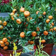 Bibit jeruk santang madu okulasi - tanaman buah jeruk santang madu