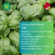 Italian Basil Seeds Benih Basil 罗勒 (0.3g | 1g | 3.3g)