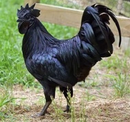 TELUR AYAM CEMANI LIDAH HITAM untuk di tetaskan