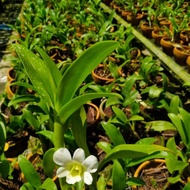 CUCI GUDANG POHON ANGGREK DENDROBIUM PUTIH - ANGGREK BULAN BUNGA PUTIH