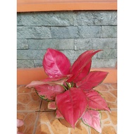 Aglaonema Varieties- Fuji Red/ Red Beauty/Pink Suksom/ Red Diamond/Red Stardust