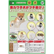 Qitan PUTITTO Capsule Toy KITAN Shiba Inu Cup Rim Decoration All 8 Types Sold As A Set