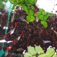Red tail dumbo guppy pair (1 Male + 1 Female) dumbo ear guppy aquarium fish fancy guppy pair red tai