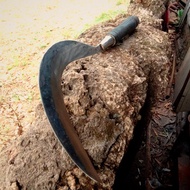 TERBARU Arit asli madura , arit rumput , arit madura Asli Baja Per