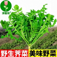 Wild Vegetable Seeds Four Seasons Sowing Edible Wild Vegetable Seeds Vegetable Seeds Medicinal Dande