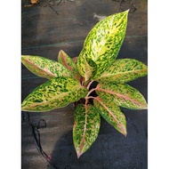 Aglaonema Stiptis ( LIVE SALE )