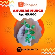 Anubias Package (Package Contains Anubias Petite, Anubias Panda ijo, Anubias Pinto, Anubias Nana Golden)