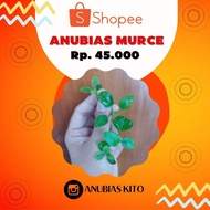 Anubias Package (Package Contains Anubias Petite, Anubias Panda ijo, Anubias Pinto, Anubias Nana Gol