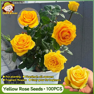 100% Original Fragrant Yellow Rose Seeds for Planting Flowers (Fresh Seeds, 100pcs) Home Potted Rose