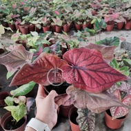 TKL - Rare Species Caladium Thai Hybrid - Part 2 🌿🌿 Thai Premium Gecko B/Thai Premium Lace