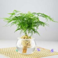 Hot Sales Asparagus Fern Seeds (Asparagus Setaceus) Mini Office Plants Clean  Air Small Bamboo Bonsai Setose Asparagus