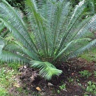 หัวหน่อปรงนา (ต่อหัว) Cycas siamensis ขนาด 23-29 เซนติเมตร